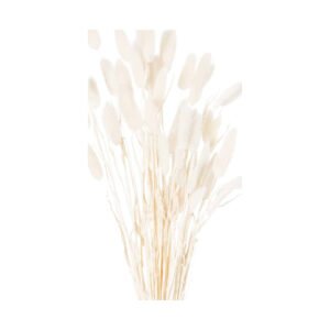 Dried White Bunny Tail Bunch Of 60 Artificial Flower Stem