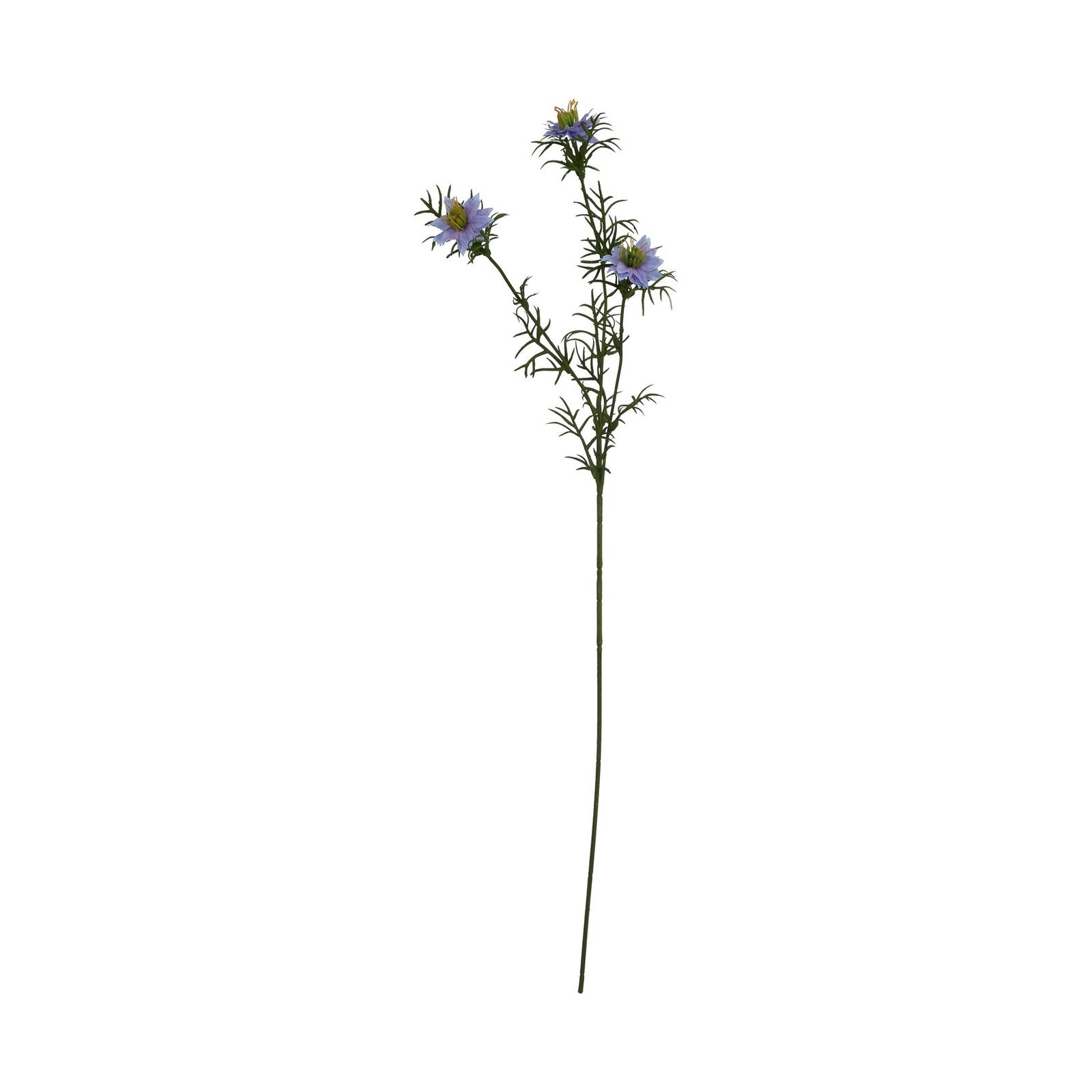 The Natural Garden Collection Purple Nigella Love In A Mist