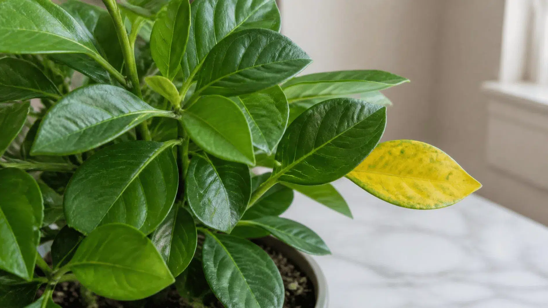 Houseplant with healthy green growth and one older yellowing lower leaf