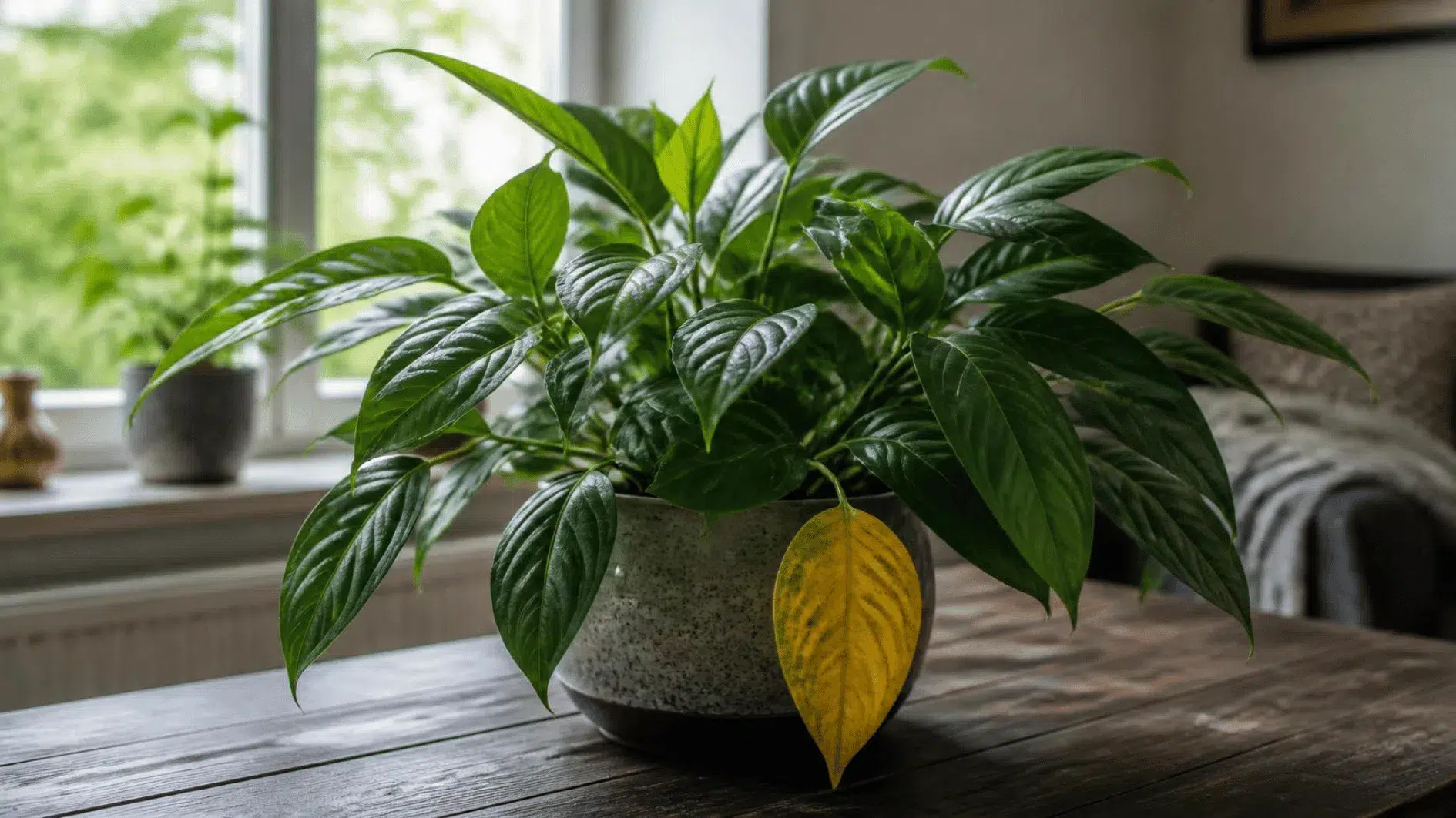 How to Water Houseplants: Moisture Checks and Seasonal Care 3 Healthy indoor foliage with one yellowing older leaf, showing why leaf appearance needs context