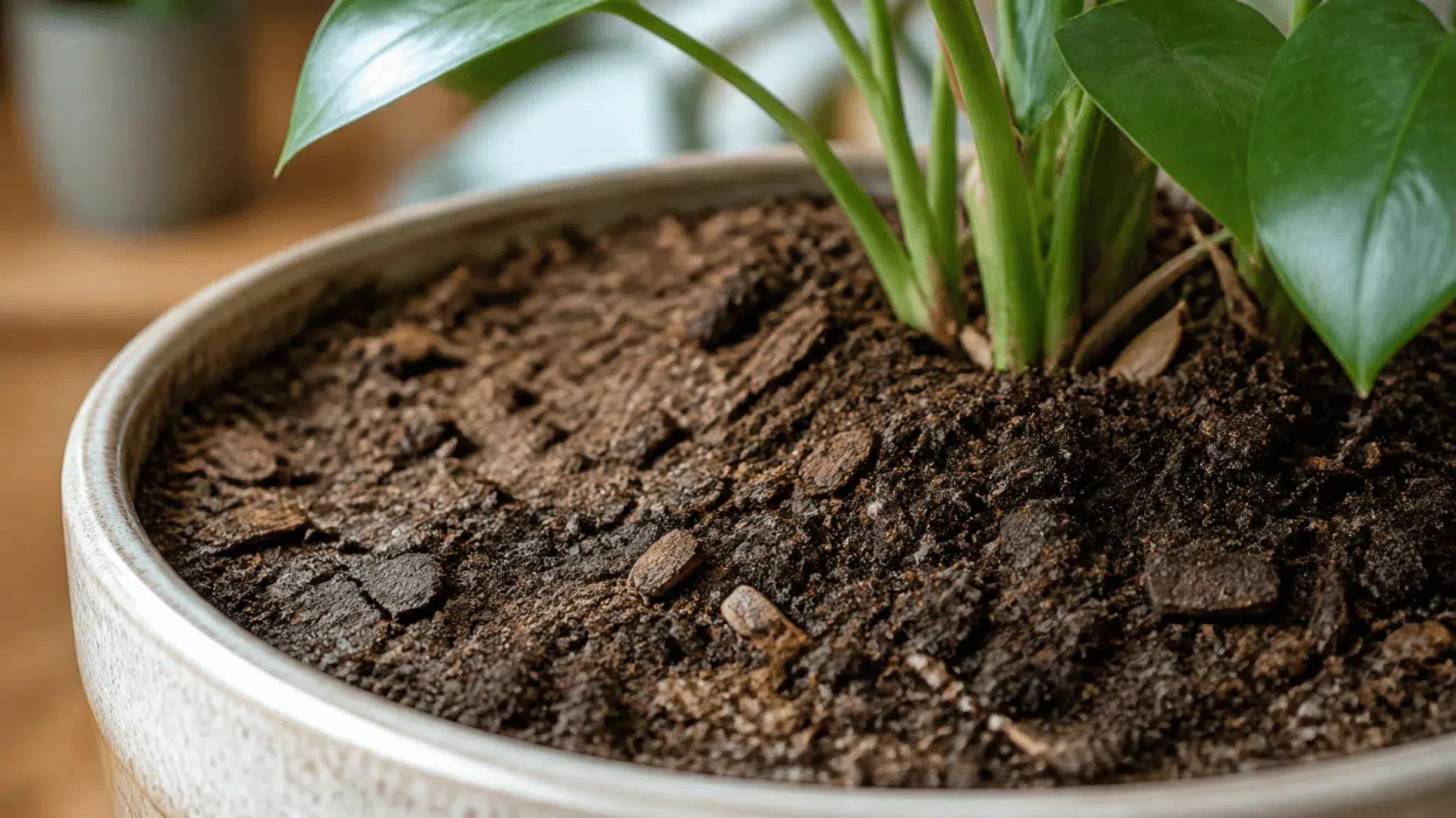 How to Water Houseplants: Moisture Checks and Seasonal Care 2 Close view of houseplant compost and stem bases for assessing moisture below the surface