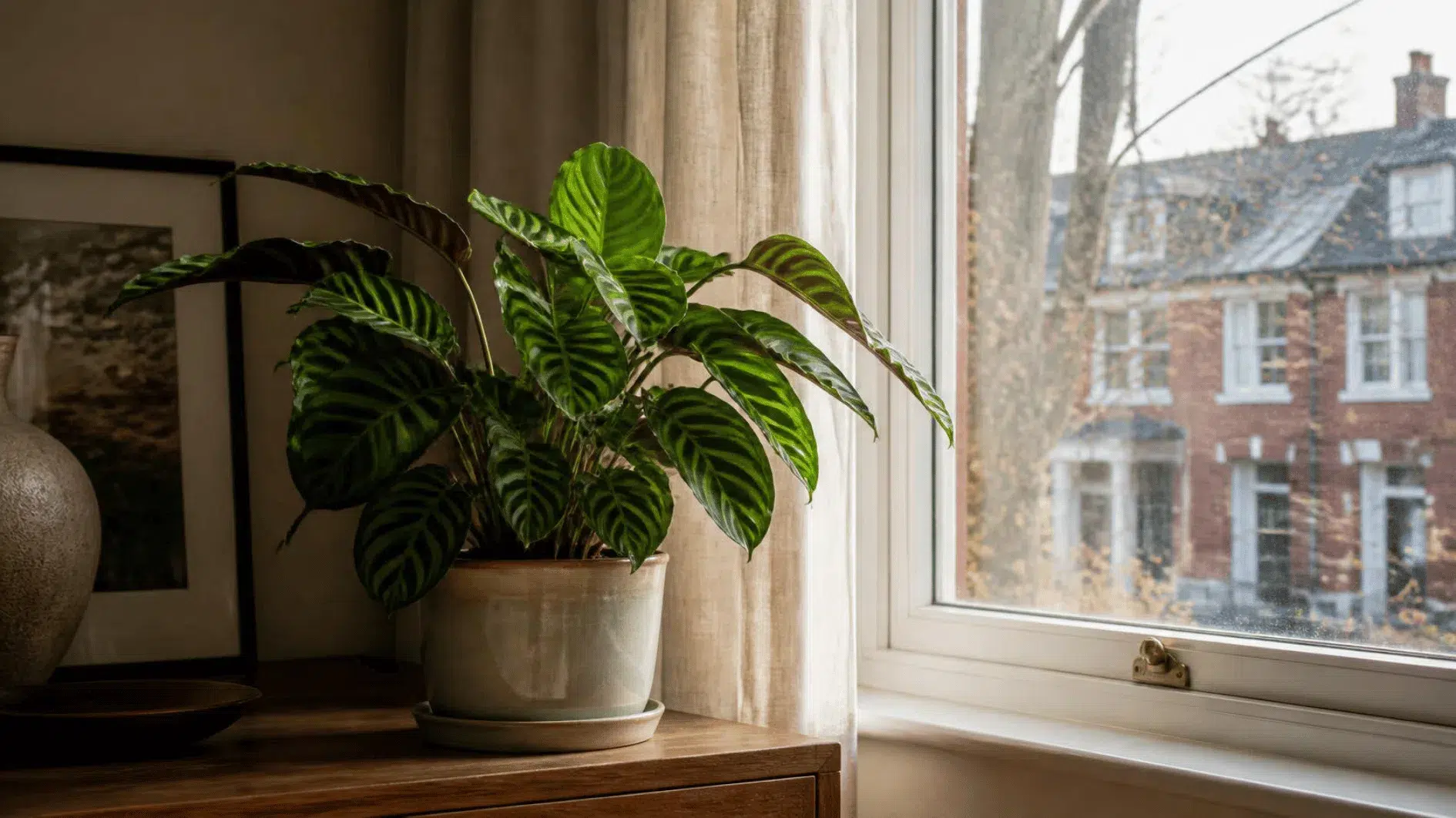 How to Water Houseplants: Moisture Checks and Seasonal Care 5 Indoor leafy houseplant near a British window in soft winter daylight