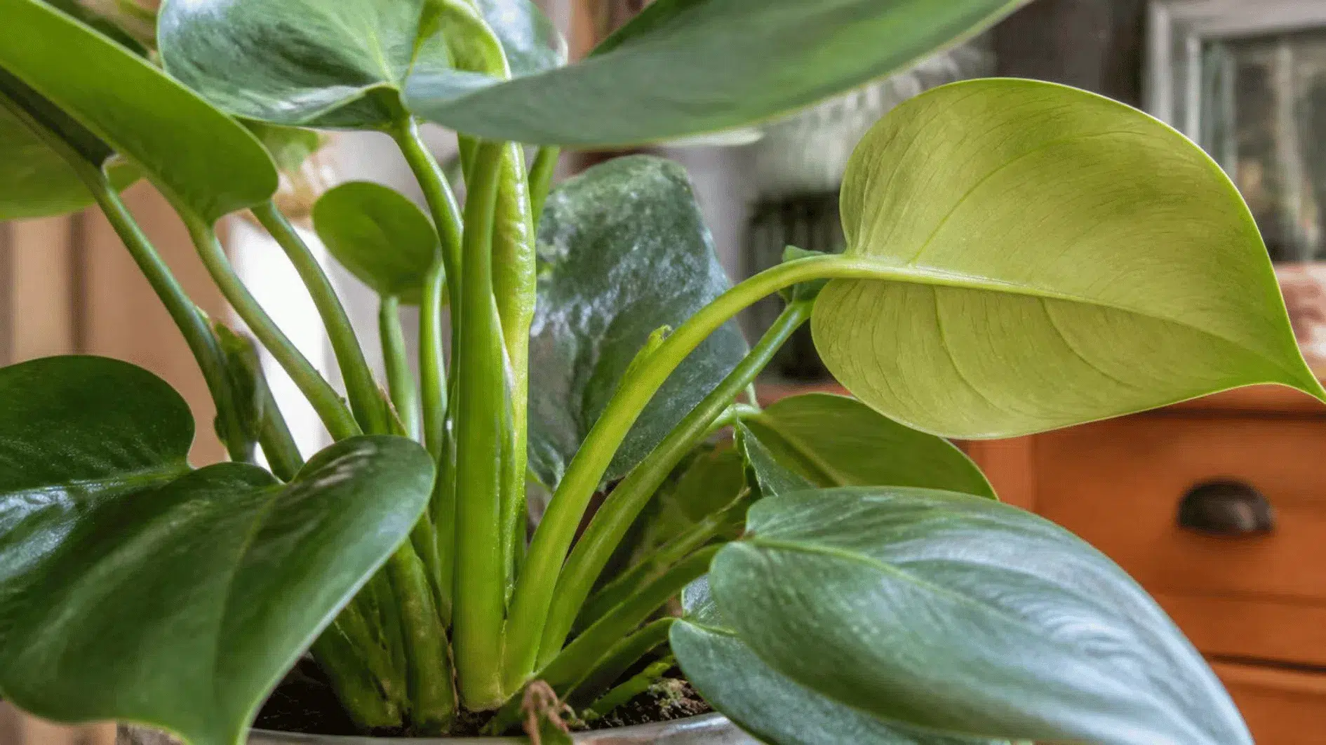 Close view of indoor plant leaf undersides and stems for checking signs of damage or pests
