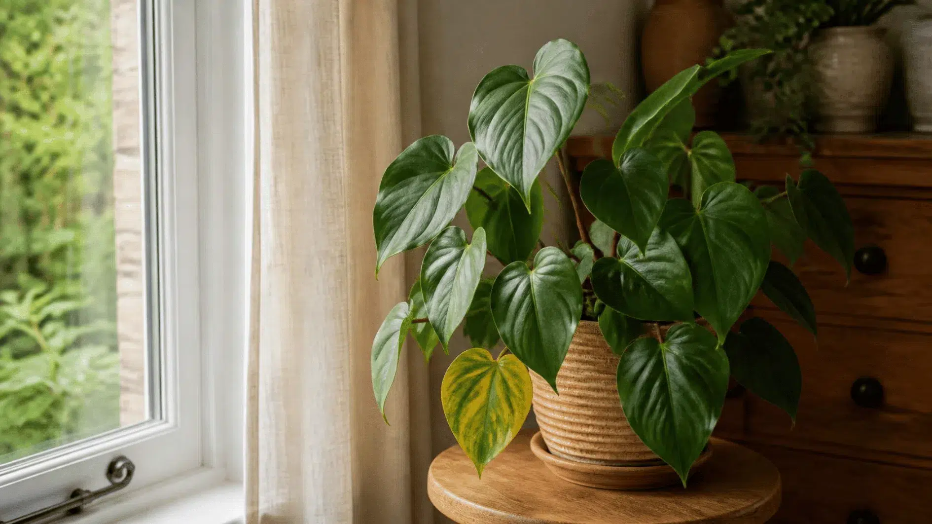 Indoor houseplant with a slightly discoloured leaf beside a British window in filtered daylight