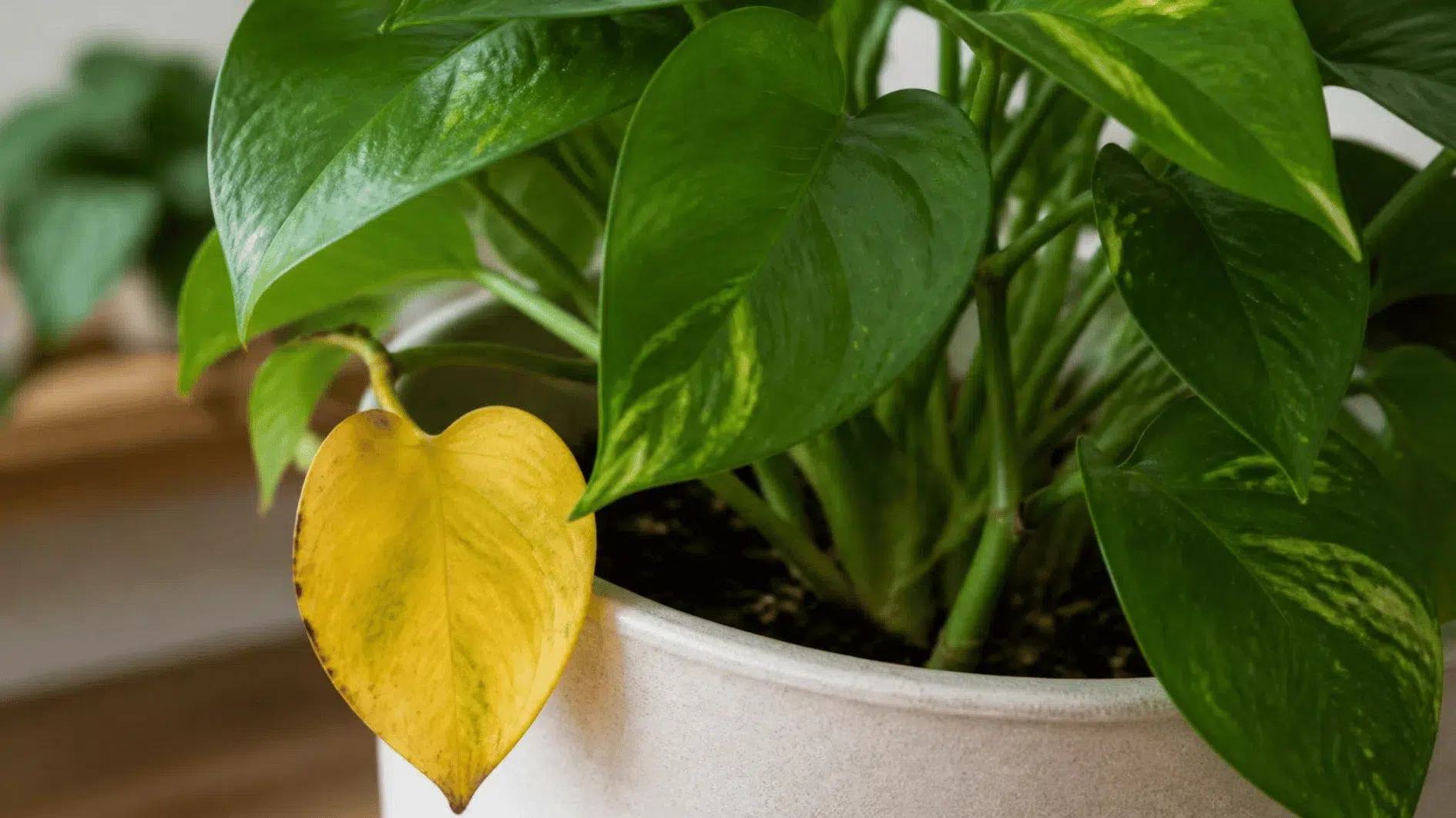 Healthy potted foliage plant with one naturally yellowing older lower leaf and green upper leaves